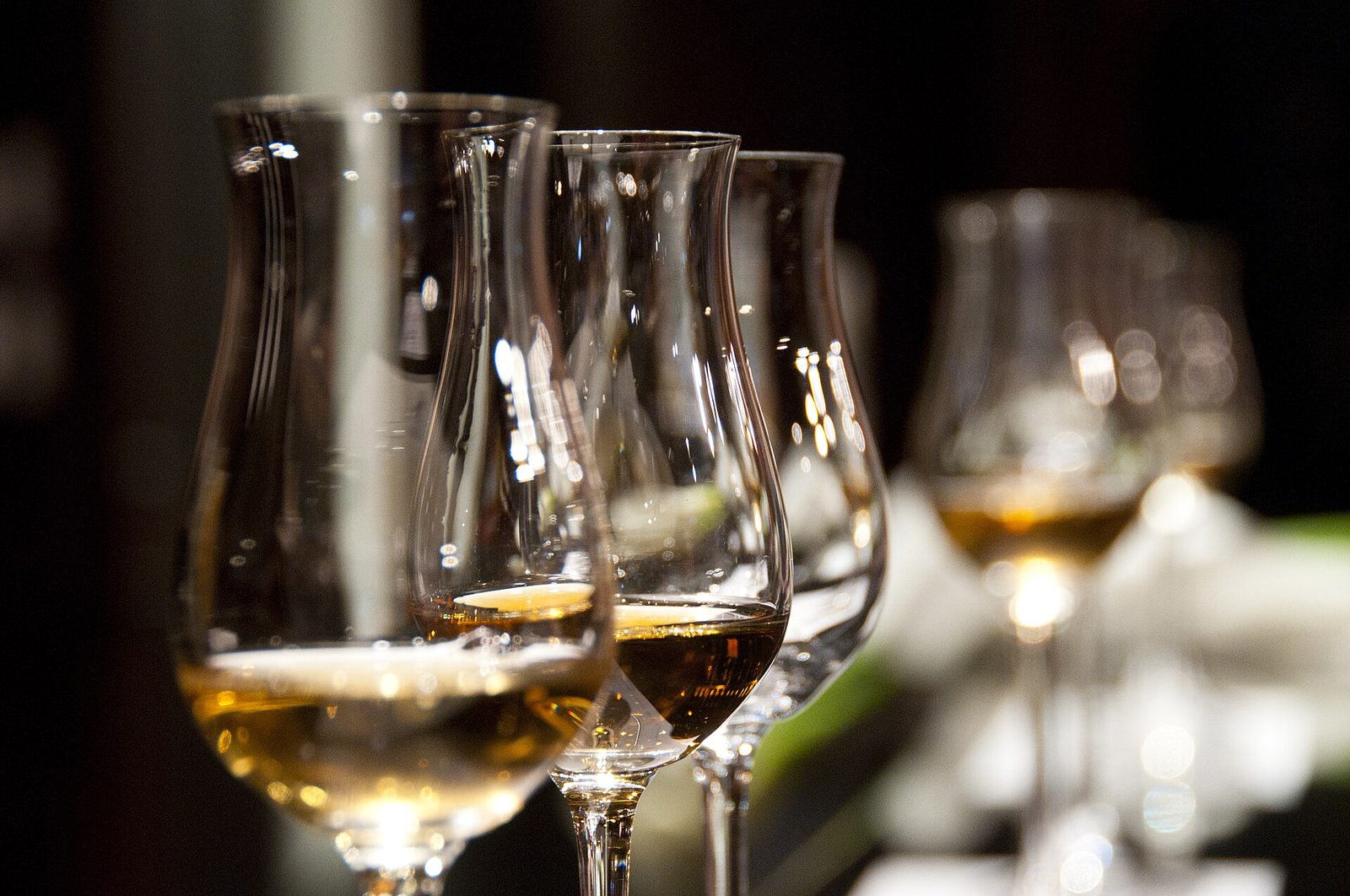 A row of stemmed tasting glasses seen close up from the side, each holding a shallow pour